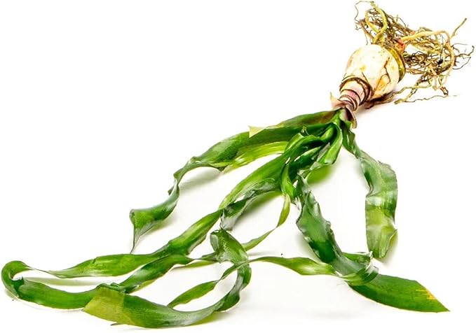 SubstrateSource Live Plants - Thai Onion Plant (Crinum thaianum) - Medium Light, Green Accent Freshwater Aquatic Plant, Midground to Background Placement for Aquascaping - Bulb Growth - Bulb - 1 Pack