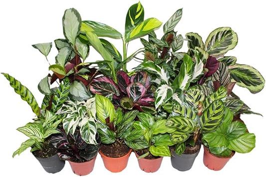CoollectivePlants Calathea Assorted - Live Calathea Plant in 4″ Grower’s Pot, Easy Indoor House Plants, Pet Friendly Plants Indoor, Low Maintenance Houseplant (6 Pack)