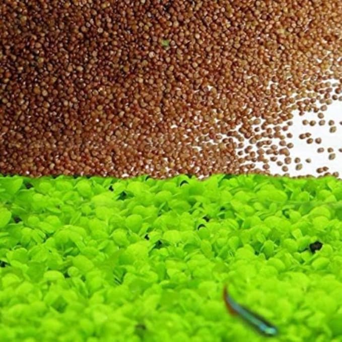 3 Pack Freshwater Aquarium Decor, Easy Growing Dwarf Carpet for Fish Tank/Terrarium, Natural Aquatic Plant Growth Material (Love Grass)