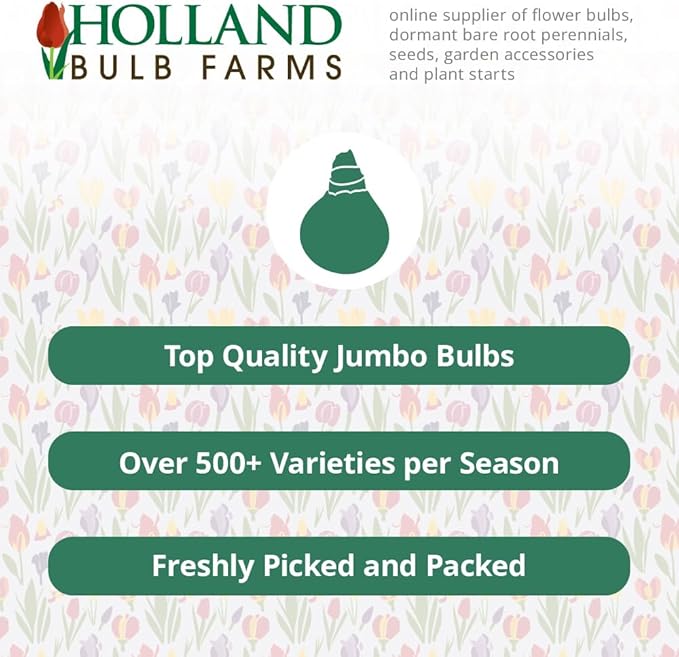 Sweetheart Indoor Potted Bulb Garden - Simply Water and Flowers Open in 3-6 Weeks - Grows Well in Containers - Gift Ready Flower Bulbs