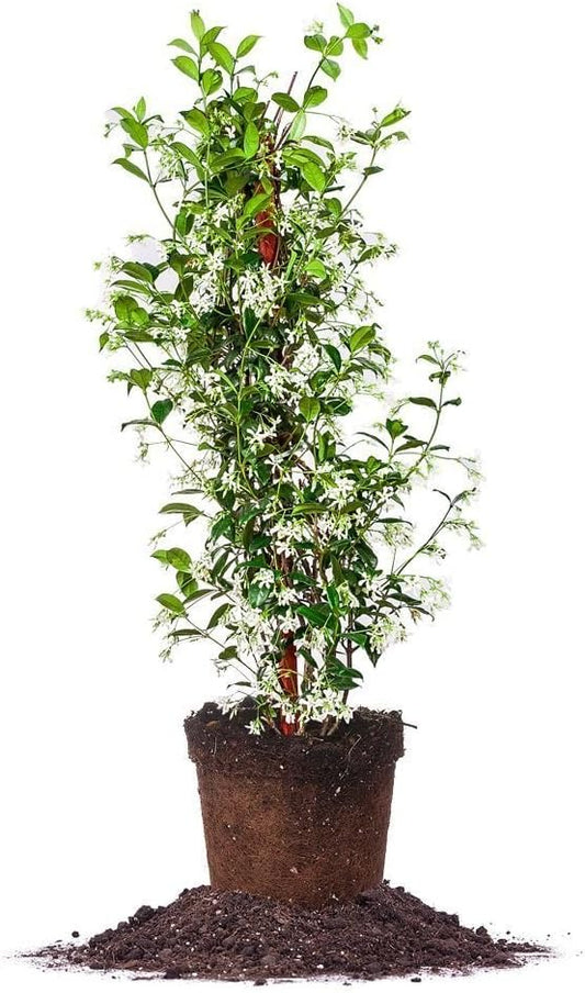 Perfect Plants Confederate Jasmine Live Plant, 3 Gallon Pot, Light Green