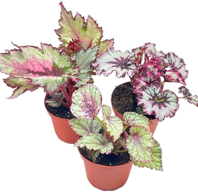BubbleBlooms Harmony's Begonia Rex Assortment, Cold Pastel Winter Colors, 3 Different Begonias in 4 inch pots