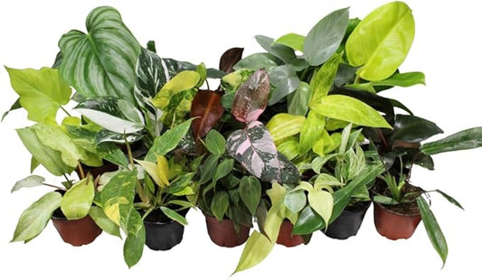 CoollectivePlants Philodendron Collection - Live Indoor Plants in 4" Growers Pot, Easy Care Houseplant, Rare Philodendron Plant Live for Home or Office Décor (12 Pack)