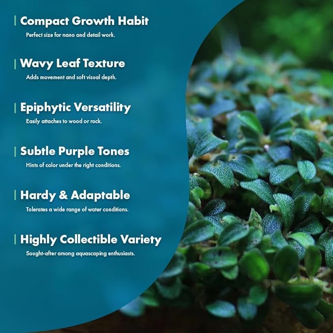 SubstrateSource Live Plants - Lamandau Mini Purple - Low to Medium Light Aquarium Display, Dark Green to Purple Accent, Foreground to Midground Aquatic Plant - Pot