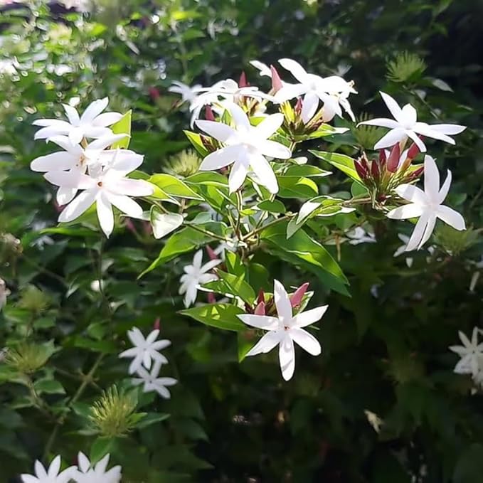 2 White Jasmine Plants Live, Climbing Jasmine Indoor Outdoor Live, Fragrant, 5-9" in Tall, No Pot, Hardy and Fast-Growing
