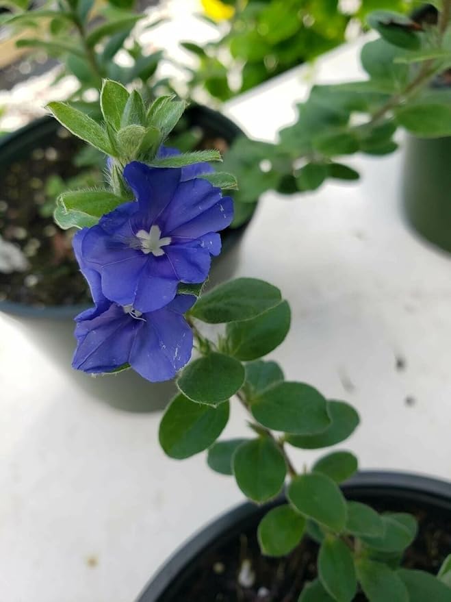 Beach Bum Blue I 3 Large Gallon Size Plants I Evolvulus Glomeratus I Live Low-Maintenance, Drought-Resistant, Ideal for Coastal Gardens