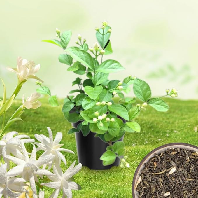 2 Belle of India Jasmine Plants Live, Climbing Jasmine Indoor Outdoor Live, Fragrant, 5-9" in Tall, No Pot, Hardy and Fast-Growing