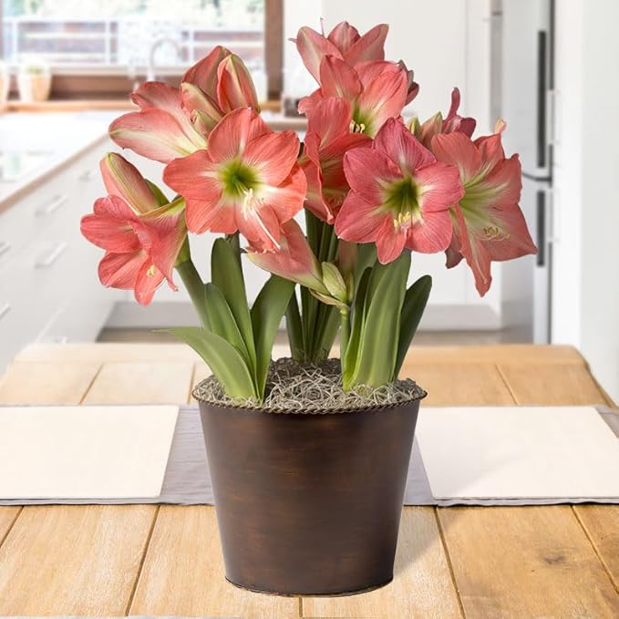 Sweetheart Indoor Potted Bulb Garden - Simply Water and Flowers Open in 3-6 Weeks - Grows Well in Containers - Gift Ready Flower Bulbs