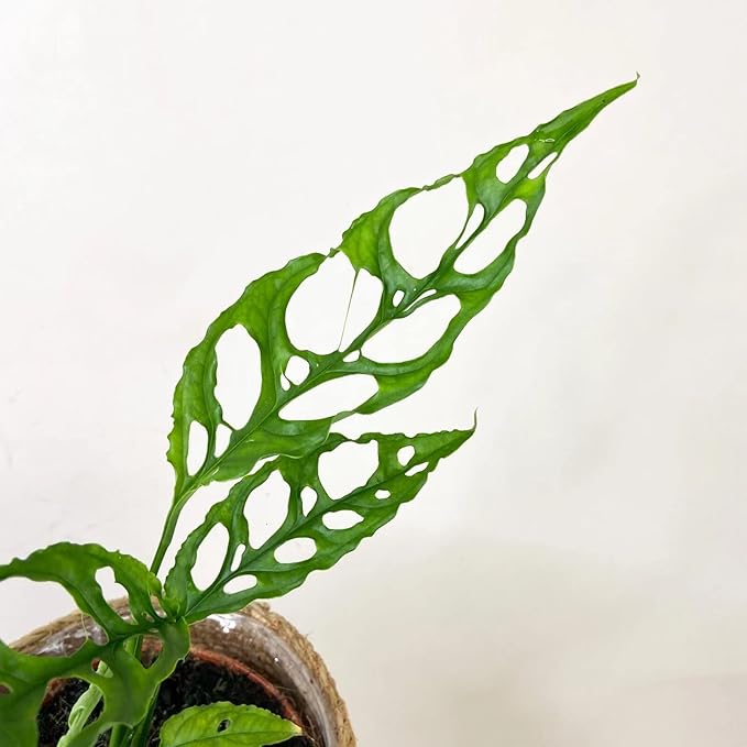 GARDENERA Moisture-Retaining Monstera Obliqua Potting Mix - Healthy Root Growth by Gardenera - 5 Quart