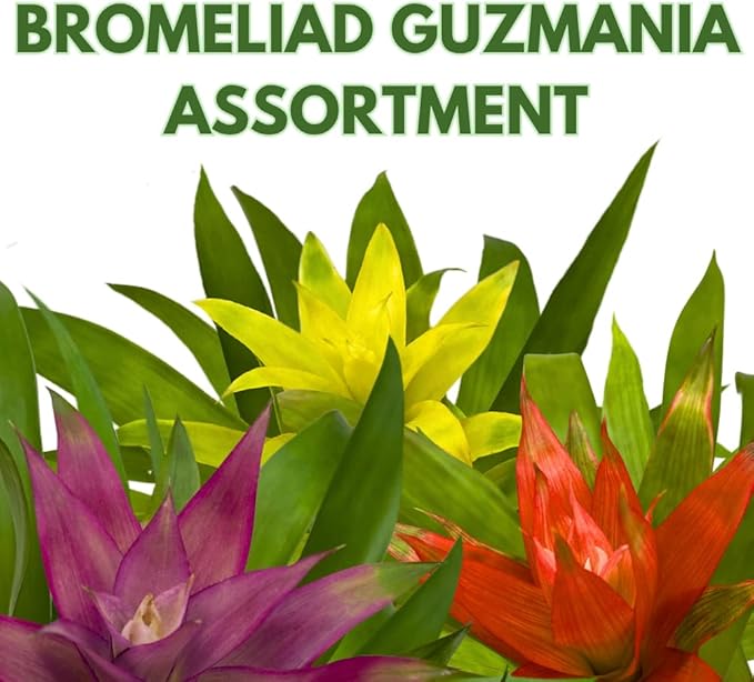 BubbleBlooms Colorful Bromeliad Assortment, 4 inch Set of 3, Guzmania Variety