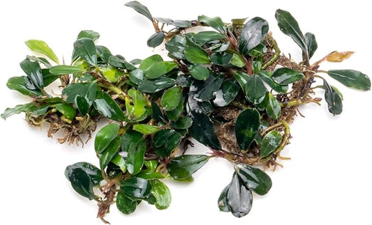 SubstrateSource Bucephalandra Brownie Blue Live Aquarium Plant - Natural Freshwater Fish Tank Decorations and Aquatic Decor (Small Clump (3-5 Plants))