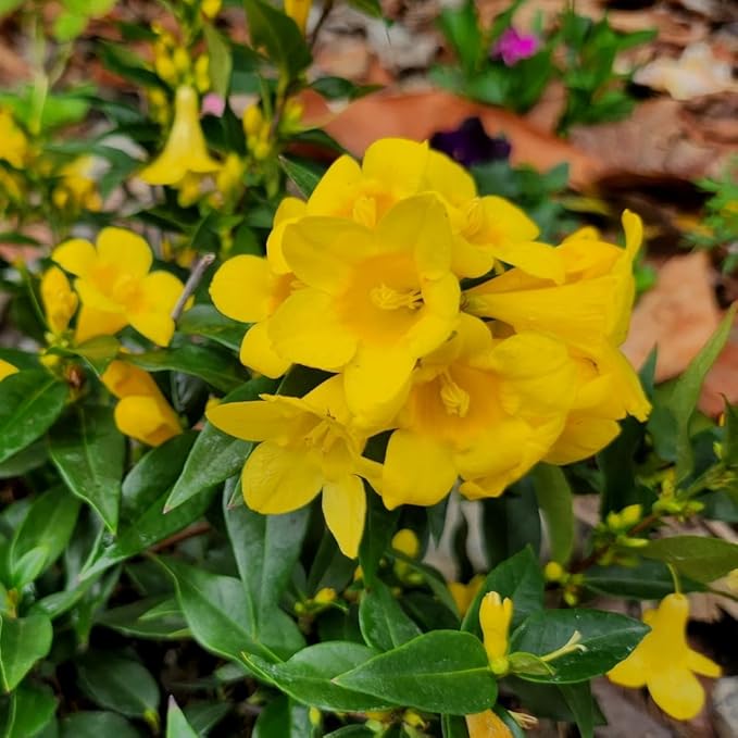 2 Jasmine Plants Live, Jasmine Flower Plant, 5 Inc Long, Annual Blooming Climbing Vine (Yellow)