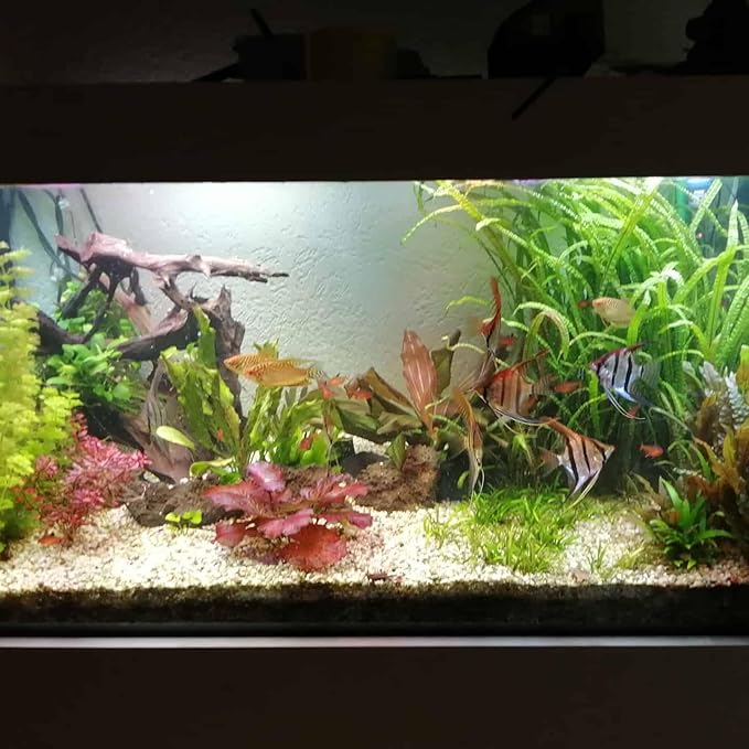 SubstrateSource Cryptocoryne Live Aquarium Plants - Freshwater Plant for Aquariums, Planted Fish Tanks - Beginner Friendly (Balansae, 1 Pot (3-5 Plants))