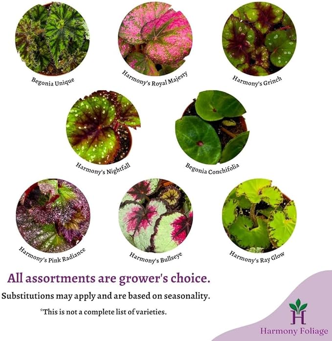 BubbleBlooms Harmony's Begonia Rex Assortment, Warm Summer Colors in a 4 inch Pot Set of 5