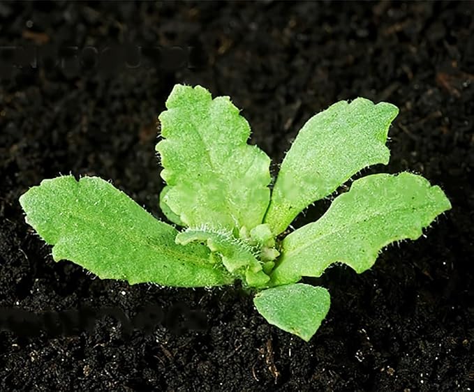 1600 Annual Violetta Blush Poppy Seeds - Tall Mauve Poppy with Black Markings