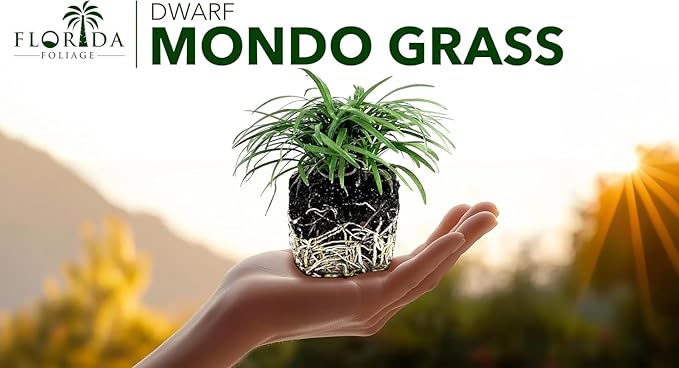Dwarf Mondo Grass | 5 Large 4 Inch Pots | Ophiopogon Japonicus Nanus | Live Evergreen Shade Loving Groundcover