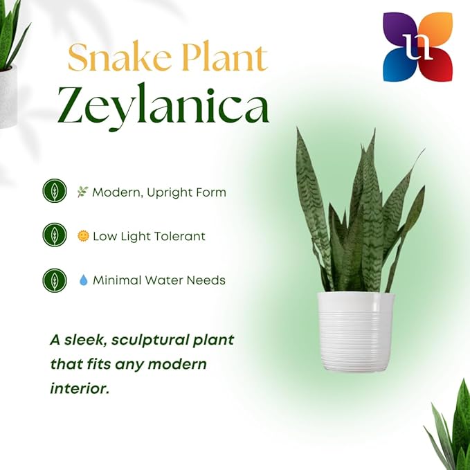 United Nursery Sansevieria Zeylanica Live Indoor Snake Plant 26-32 Shipping Size Shipped Fresh in 9.25 Grower Pot