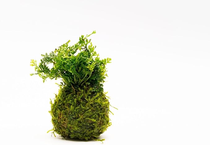 SubstrateSource Live Aquarium Plants on Driftwood, Lava Rock, Moss, Fiber Mat - Freshwater Fish Tanks - Easy, Beginner Friendly (Mini Bolbitis on Clay Moss Ball)