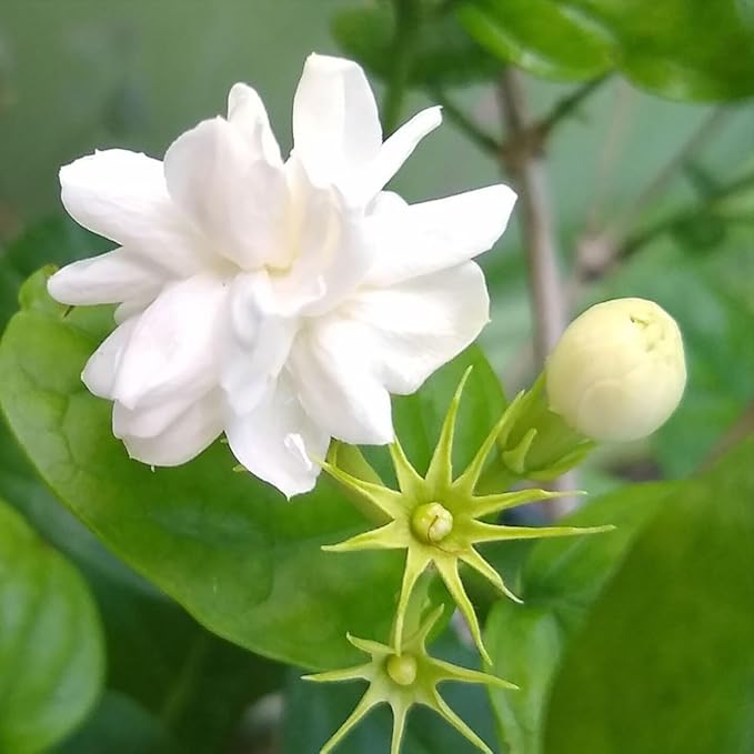 Arabian Jasmine (Jasminum Sambac) - Live, Fragrant, Blooming, Indoor/Outdoor Decorative Plant (2 Arab jas Cups)