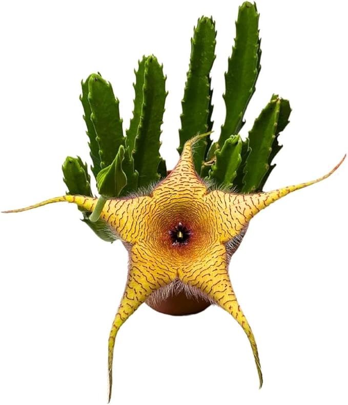 BubbleBlooms Stapelia gigantea, Giant Starfish Flower, Rare Huernia, Zulu Carrion Giant Plant, 4 inch Pot