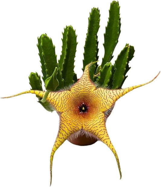 BubbleBlooms Stapelia gigantea, Giant Starfish Flower, Rare Huernia, Zulu Carrion Giant Plant, 4 inch Pot