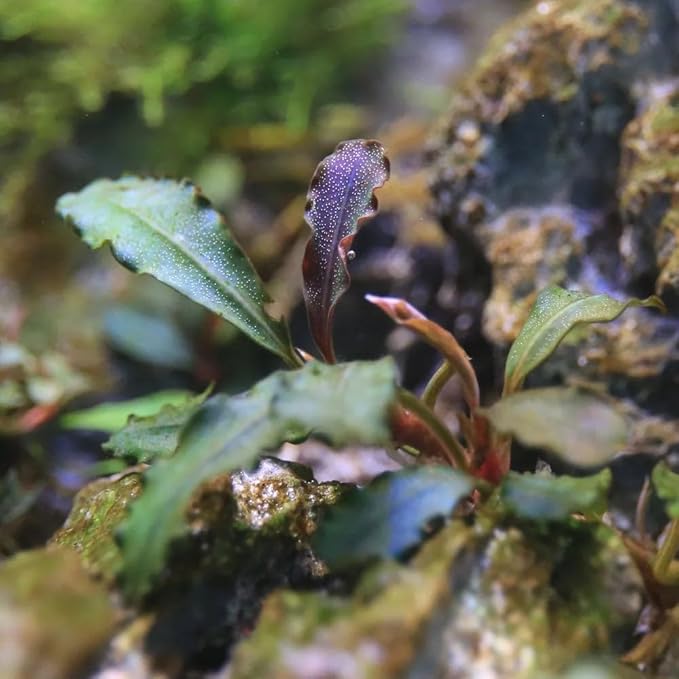 SubstrateSource Live Plants – Hades (Bucephalandra sp.) – Low to Medium Light, Dark Green with Blue Iridescence Color Aquatic Plant, Foreground to Midground, Rhizome Growth - Loose, 1 Pack