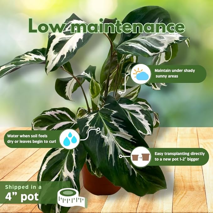 BubbleBlooms Calathea Stella in a 4 inch Pot Rare Variegated Prayer Plant, Cathedral Plant, Green and White