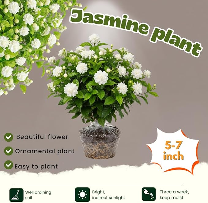 2 Maid of Orleans Jasmine Plant Indoor Live, 5 to 7 Inc Tall, Climbing Jasmine Live Plant Gardening