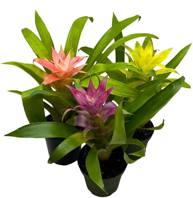 BubbleBlooms Colorful Bromeliad Assortment, 4 inch Set of 3, Guzmania Variety