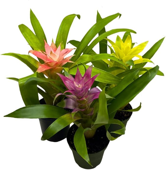 BubbleBlooms Colorful Bromeliad Assortment, 4 inch Set of 3, Guzmania Variety