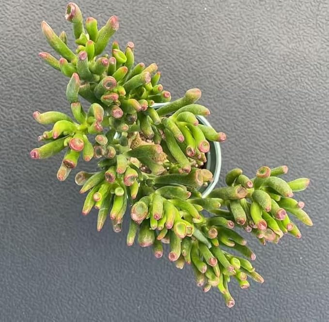 Sprout N Green Gollum Jade with Vintage Metal Pot- Crassula Ovata Gollum, Rare Cute Succulent Plant Fully Rooted in 4" Pot