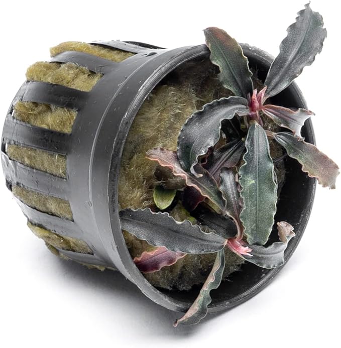 SubstrateSource Bucephalandra Godzilla Potted Live Aquarium Plant - Natural Freshwater Fish Tank Decorations and Aquatic Décor