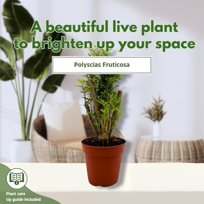 BubbleBlooms Aralia Ming Bonsai Stump Plant Polyscias fruticosa in a 4 inch Pot