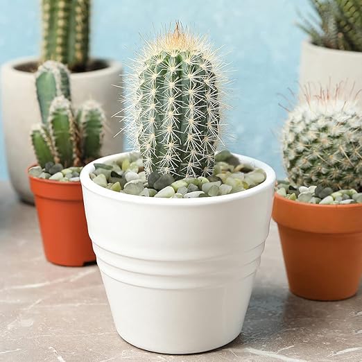 10LB Succulent and Cactus Jade Pebbles, 3/8 Inch Natural Decorative Polished Stones, River Rocks for Indoor Plants, Vases, Planters and Outdoor Gardening