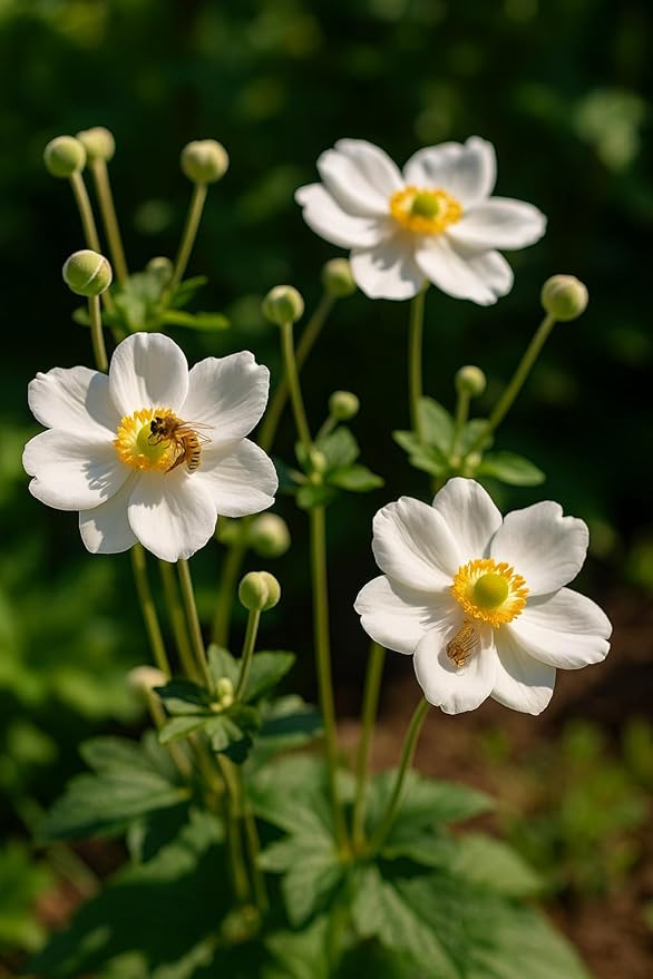 Perennial Farm Anemone x Hybrida 'Honorine Jobert' – Live Windflower in #1 Container, Elegant White Blooms with Yellow Centers, Long Blooming, Deer Resistant, Great for Shade & Pollinator Gardens