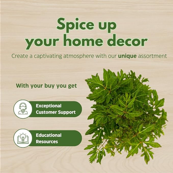 BubbleBlooms Aralia Ming Bonsai Stump Plant Polyscias fruticosa in a 4 inch Pot