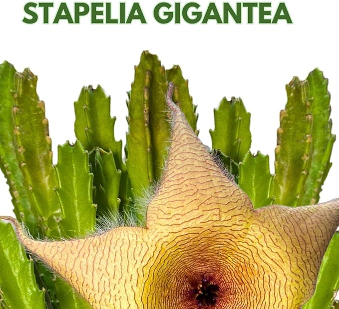 BubbleBlooms Stapelia gigantea, Giant Starfish Flower, Rare Huernia, Zulu Carrion Giant Plant, 4 inch Pot