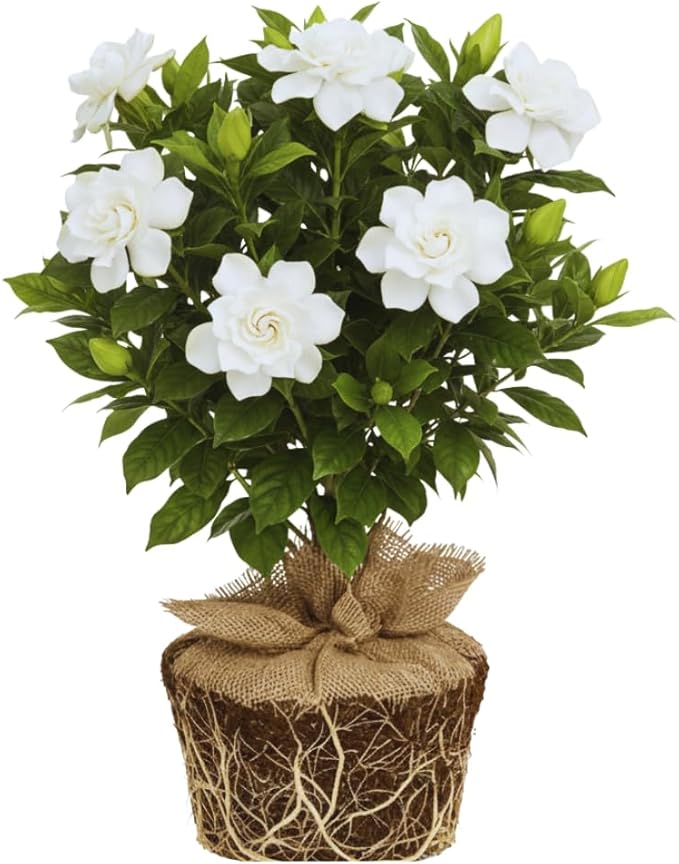 2 Jasmine Plants Live, Jasmine Flower Plant, 5 Inc Long, Annual Blooming Climbing Vine (Frost Proof)