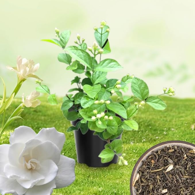 2 Carolina Jasmine Plants Live, Climbing Jasmine Indoor Outdoor Live, Fragrant, 5-9" in Tall, No Pot, Hardy and Fast-Growing