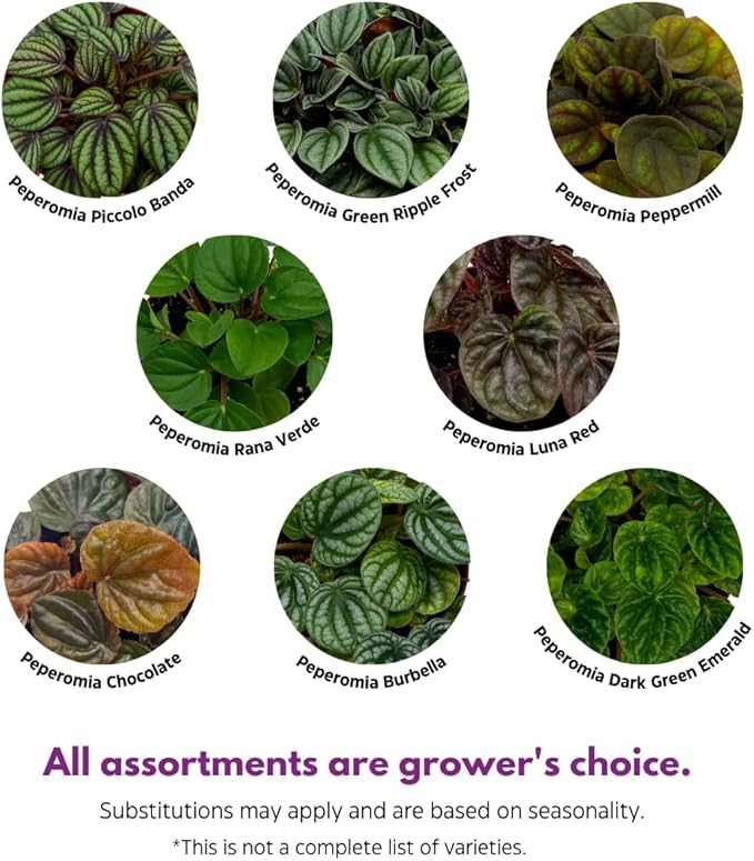 BubbleBlooms Peperomia Assortment, 6 Different peperomias in 2 inch pots Grower's Choice