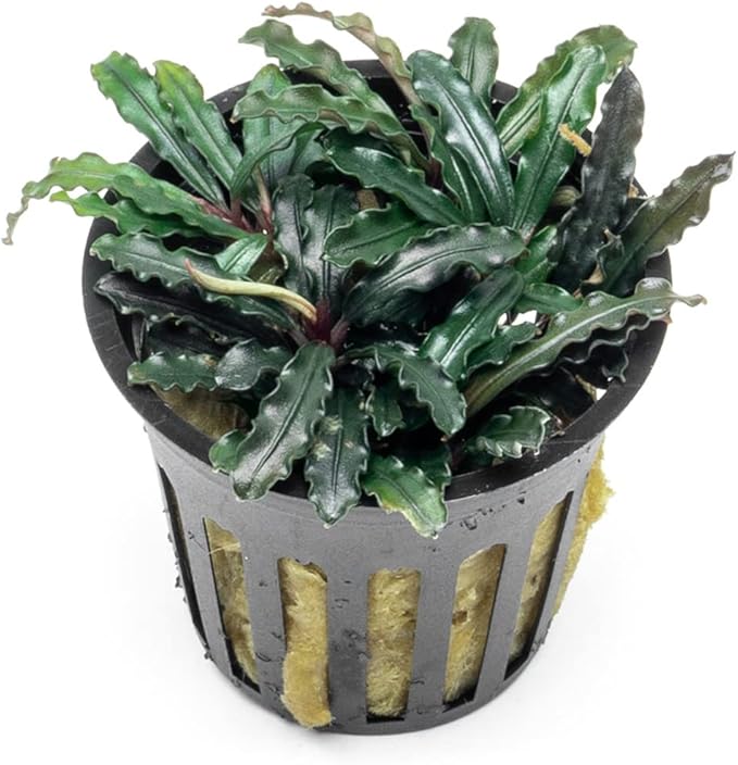 SubstrateSource Bucephalandra Red Blade Potted Live Aquarium Plant - Natural Freshwater Fish Tank Decorations, Aquatic Décor