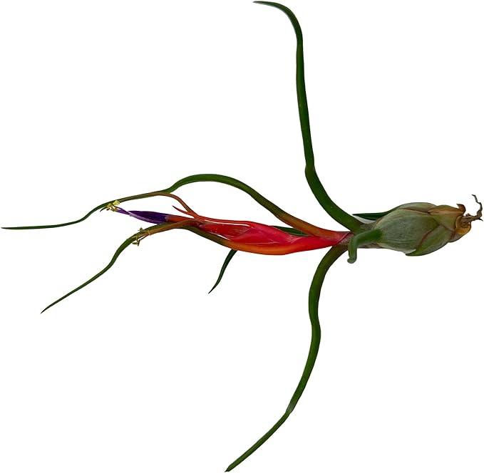 ragnaroc Air Plants - Venner Gift Box Large 4" - 7ct - Live Arrival Guaranteed - House Plants for Home Decor & Gift