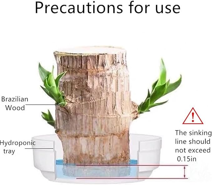 Brazilian Lucky Wood Plant Kit, Lucky Wood Doesn't Need to Wait to Sprout, Suitable for Home Office Desk Decor, Natural Air Cleaner (D)