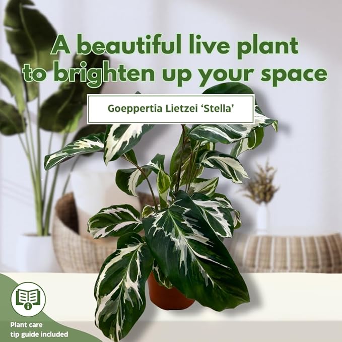 BubbleBlooms Calathea Stella in a 4 inch Pot Rare Variegated Prayer Plant, Cathedral Plant, Green and White