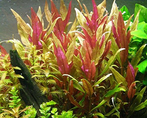 Texas Aquarium Plant Bundle - 20 Species Live Aquarium Plants Package