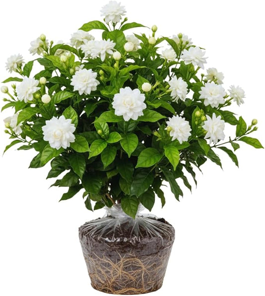 2 Maid of Orleans Jasmine Plant Indoor Live, 5 to 7 Inc Tall, Climbing Jasmine Live Plant Gardening