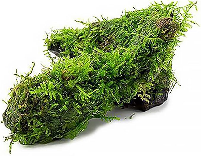 SubstrateSource Live Aquarium Plants on Driftwood, Lava Rock, Moss Mat - Freshwater Fish Tank Plants (Christmas Moss, Driftwood (Medium))