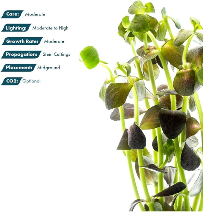 SubstrateSource Live Plant - Purple Bacopa (Bacopa salzmannii) - Moderate Care, Moderate to High Light, Purple and Violet Accent, Freshwater Aquatic Plant for Aquascaping - Lead Bunch