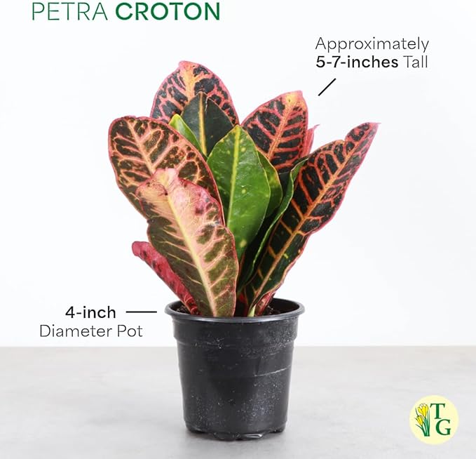 Thorsen's Greenhouse Live Petra Croton Plant, Codiaeum Variegatum, Colorful Foliage, Live Indoor Houselant (Blush, 4-inch Pot)