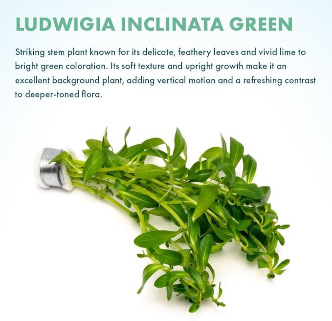 SubstrateSource Live Plant - Ludwigia Inclinata 'Green' - Moderate Care, High Light, Bright Green Accent, Freshwater Aquatic Plant for Aquascaping - Lead Bunch